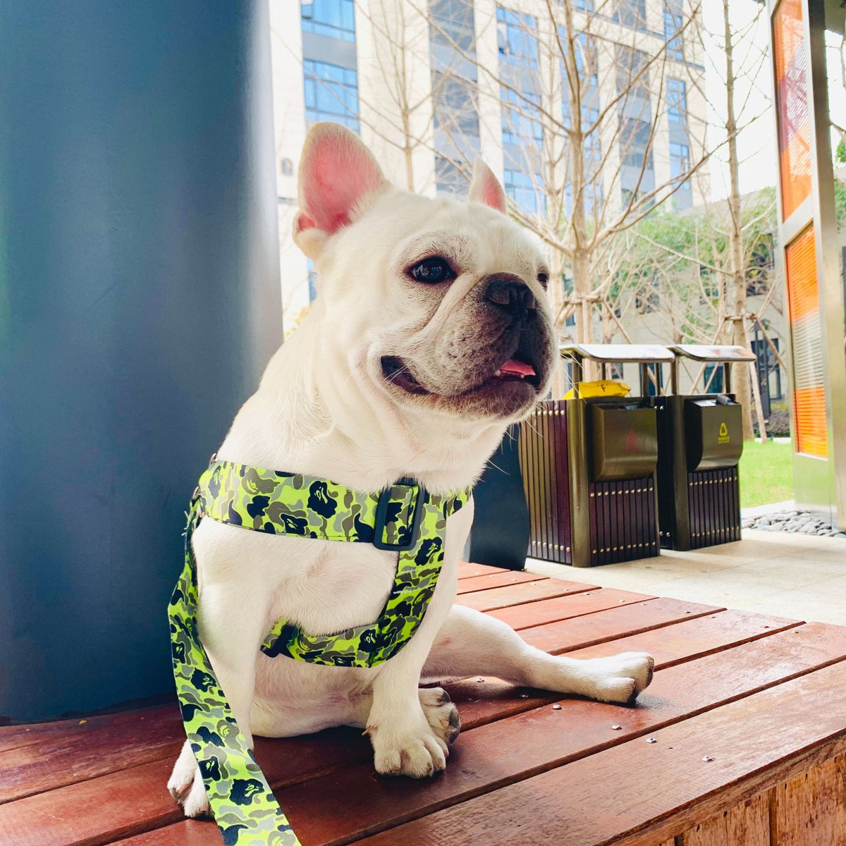 Hundegeschirr mit reissfester Leine | LuxeStyle