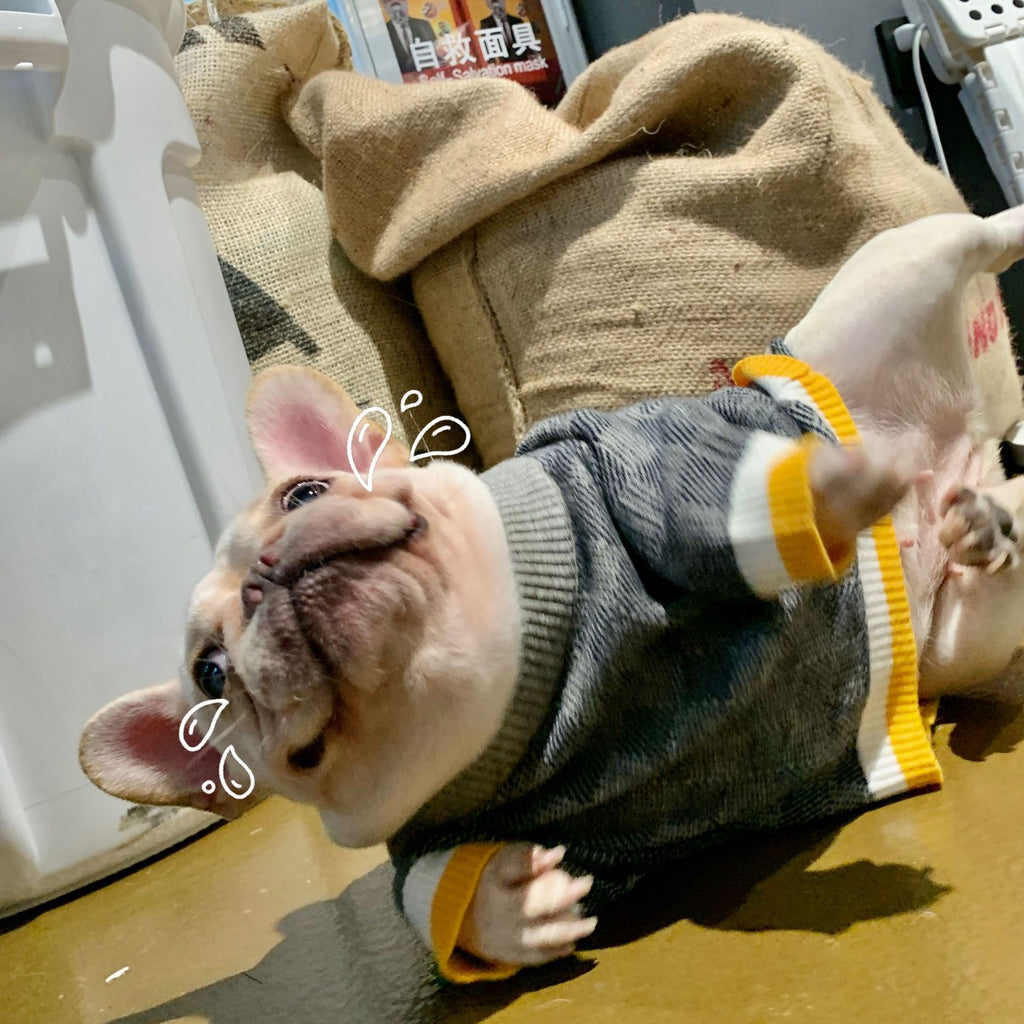 Wollpullover für Hunde in Blau – Bild 4 | LuxeStyle