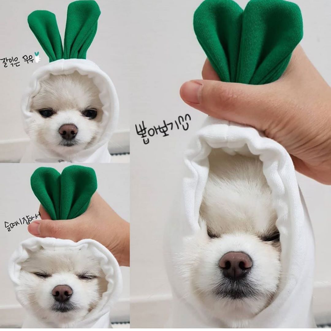 Fleece-Kapuzenpullover für Hunde mit Früchtedesign