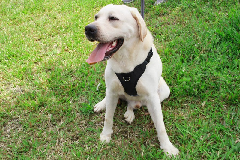 Thoracolumbales Brustband für Hunde – Bild 5 | LuxeStyle