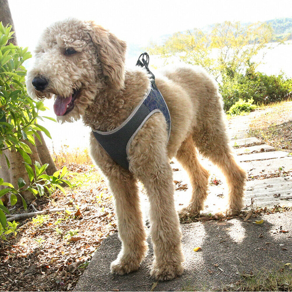Hundegeschirr mit Leine – Grösse S–XL, blau / grün – Bild 4 | LuxeStyle