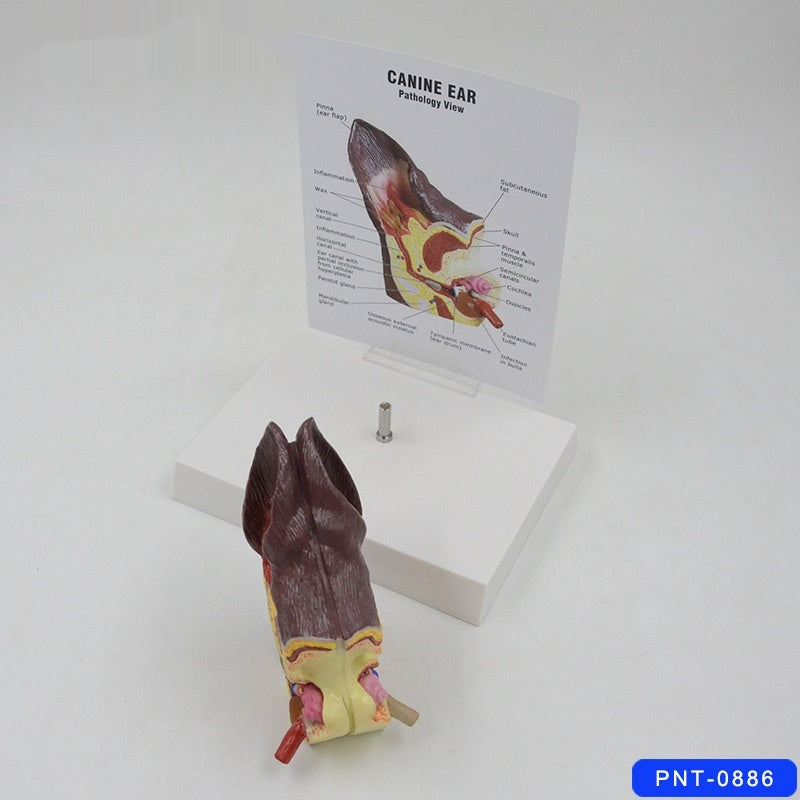 Hundeohr Anatomie-Modell – Bild 5 | LuxeStyle