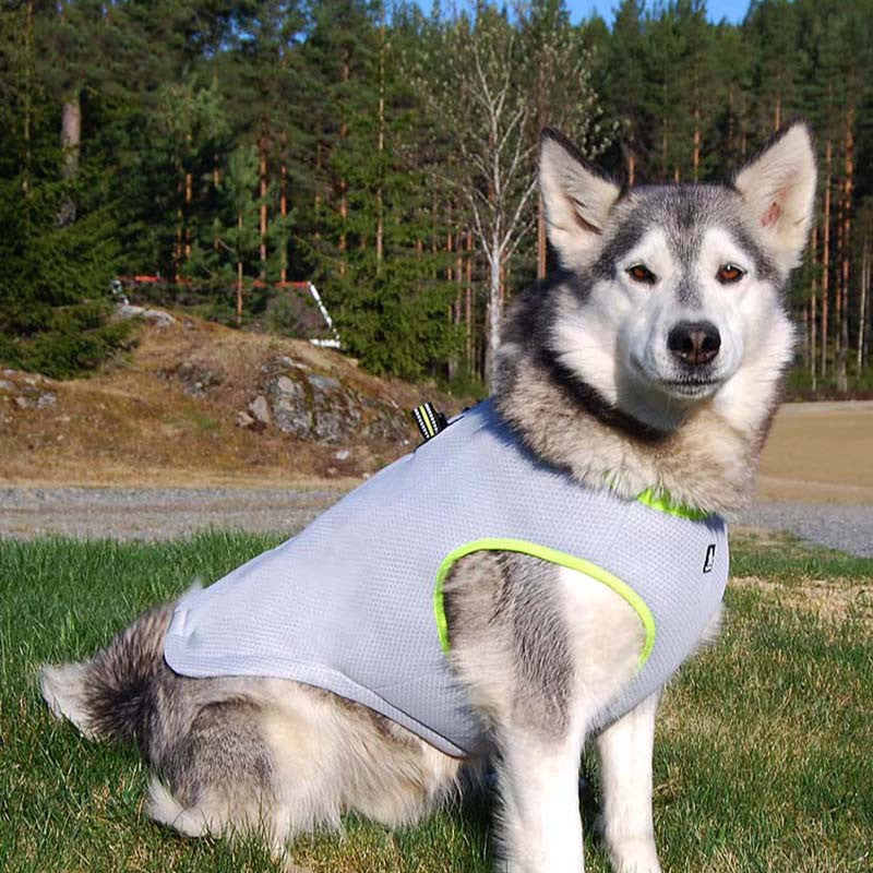 Kühlendes Hundegeschirr für Sommer und Winter – Bild 7 | LuxeStyle
