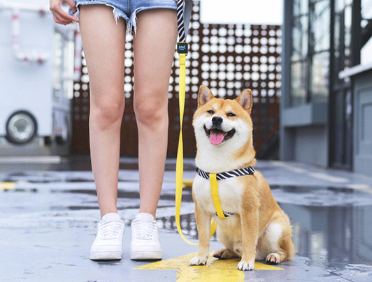 ISPET Hundegeschirr | LuxeStyle