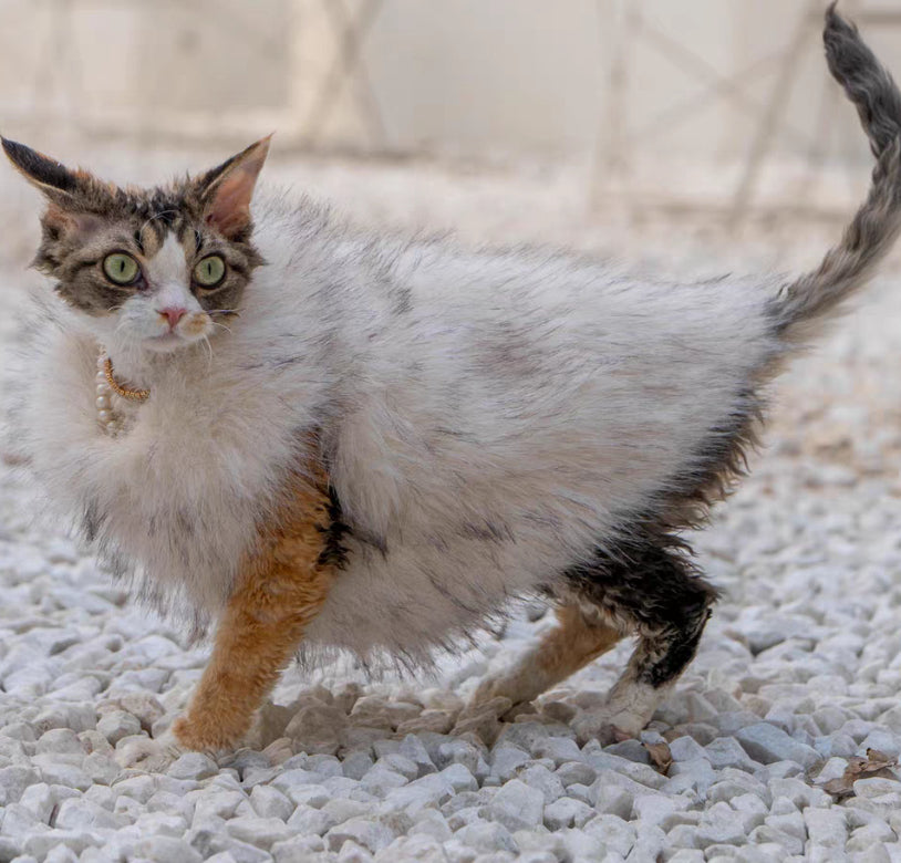 Fuchs-Pelz Katzenanzug