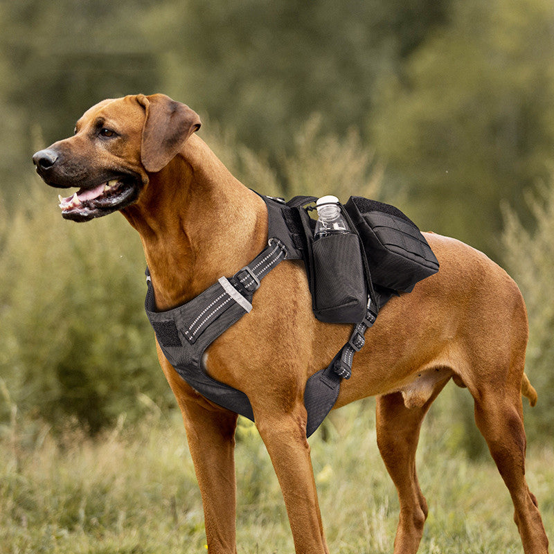 Hunde-Geschirr mit Leine, bequem & wasserdicht – Bild 2 | LuxeStyle