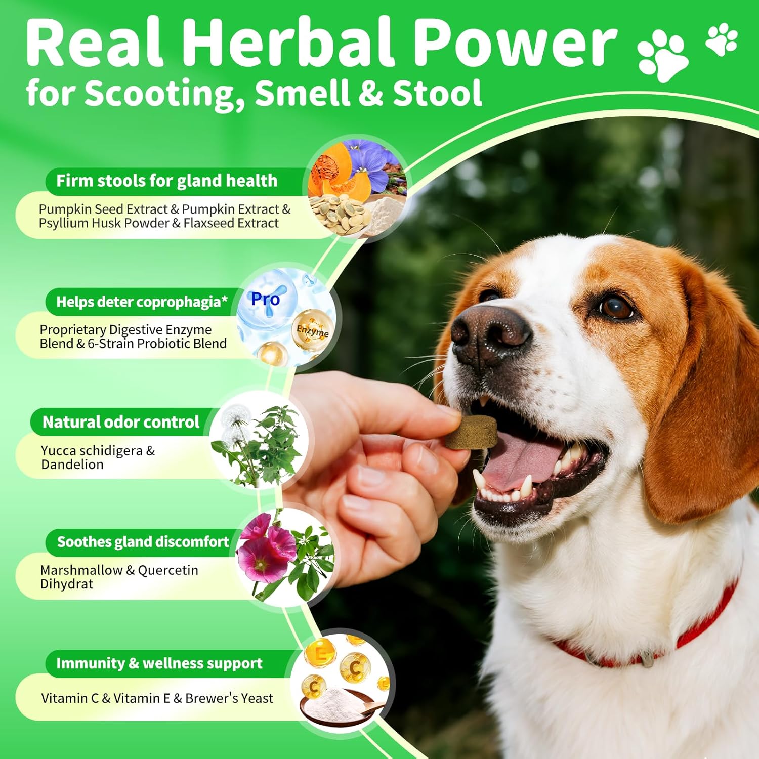 Probiotische Verdauungschüechli für Hunde