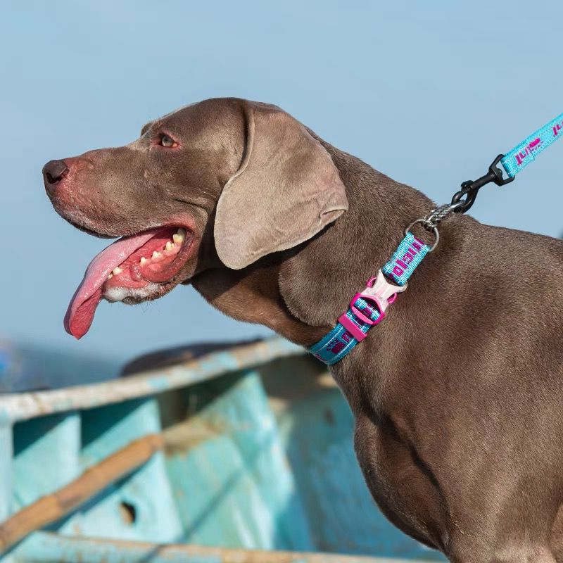 Reflektierendes P-Kettenhalsband für Hunde – Bild 2 | LuxeStyle