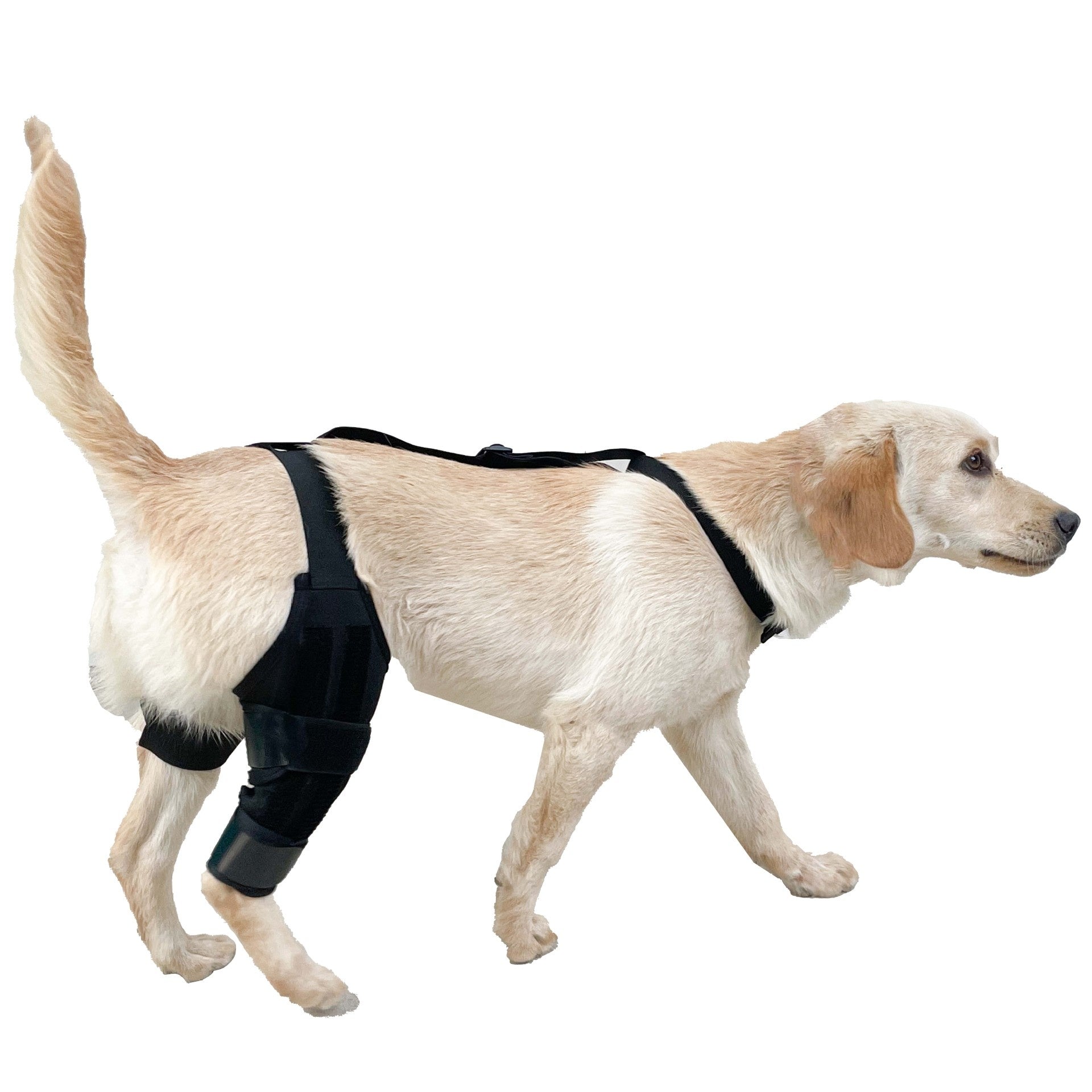 Kniebandage für Hunde