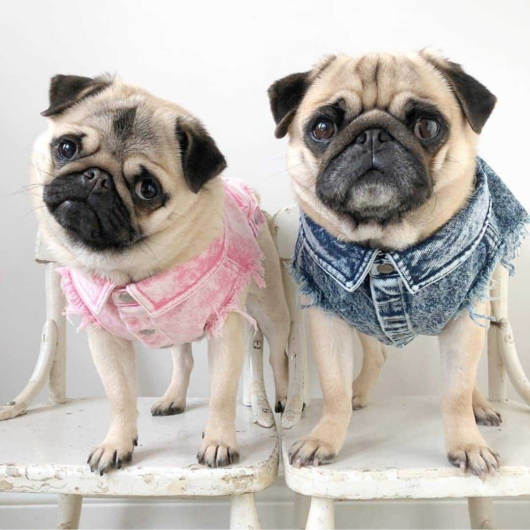 Hundeweste in Jeansoptik