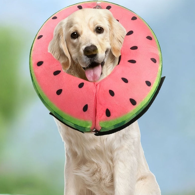 Hundegurt zur Lick-Prävention nach OP