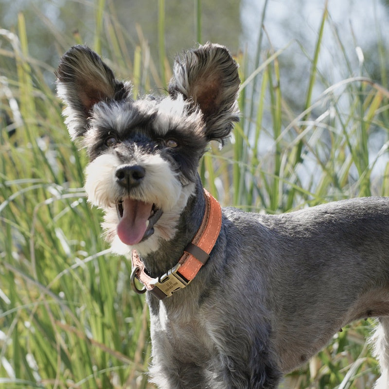 Halsband für mittelgrosse Hunde