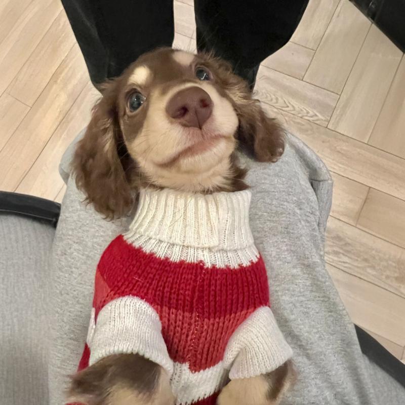 Rotes und weisses Streifenpullover für kleine Hunde – Bild 16 | LuxeStyle