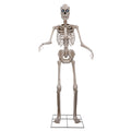 Animatronic XXL Skelett 243 cm