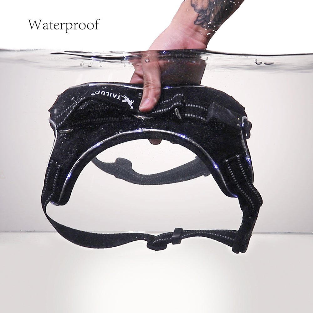 Leuchtendes Hundehalsband – Bild 3 | LuxeStyle