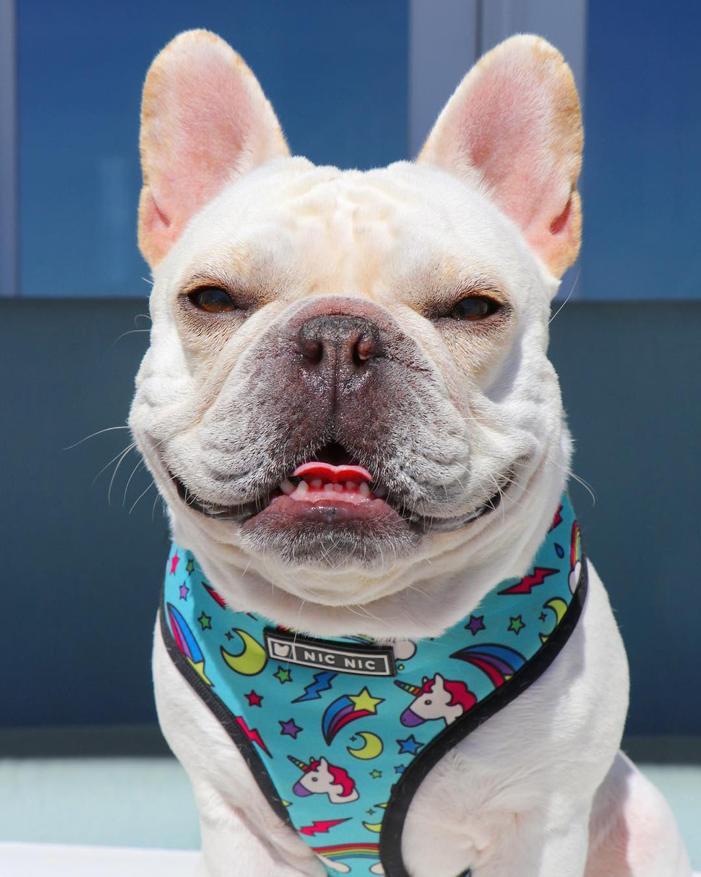 Brustgeschirr für Hunde – Polyester – Bild 4 | LuxeStyle