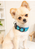 Leuchtendes Hunde-Halsband | LuxeStyle