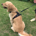 Hunde-Overall aus Polyester | LuxeStyle
