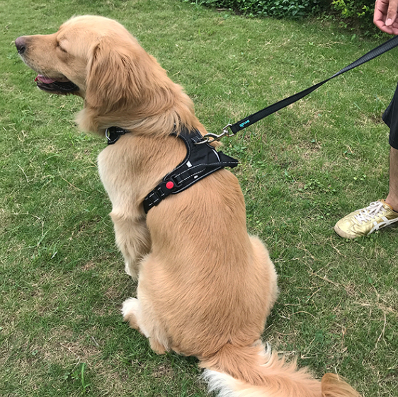 Hunde-Overall aus Polyester | LuxeStyle