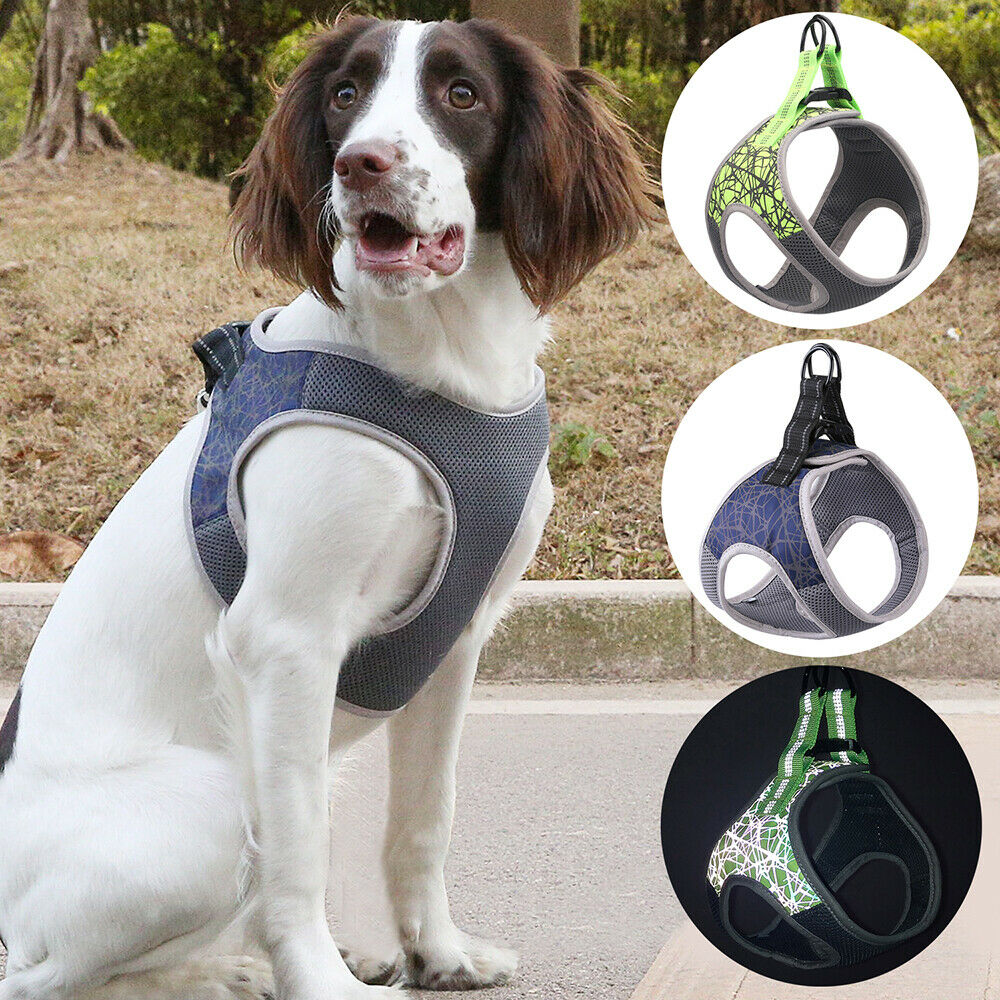 Hundegeschirr mit Leine – Grösse S–XL, blau / grün – Bild 5 | LuxeStyle