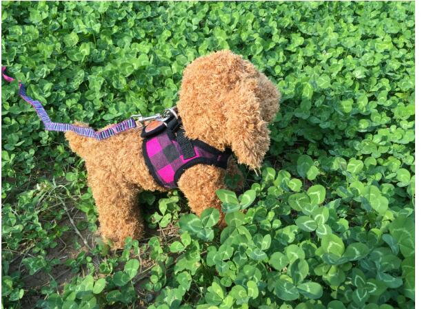 Hüftgurt für Hunde mit Streifenmuster – Bild 18 | LuxeStyle
