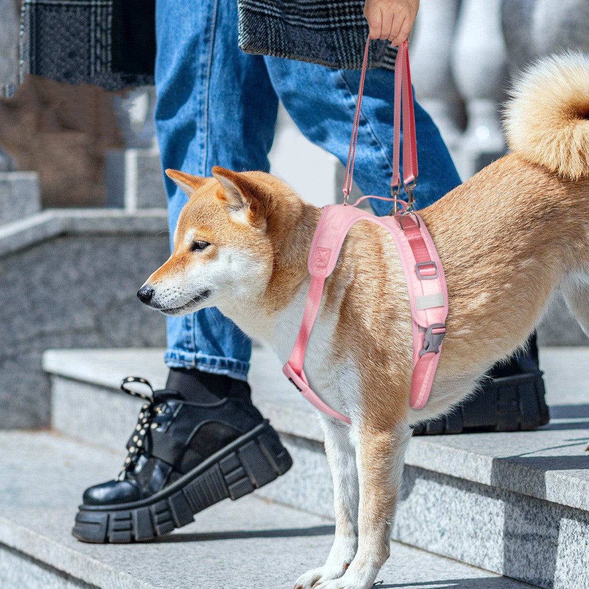 Brustgurt für gehandicapte Hunde – Bild 7 | LuxeStyle
