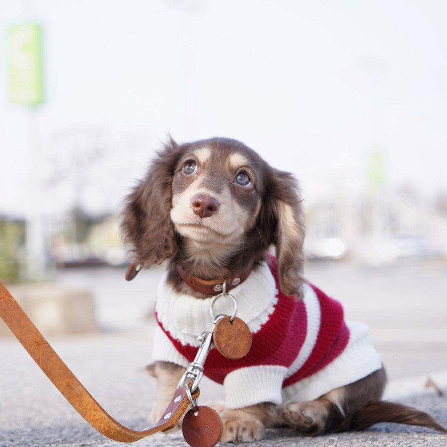 Rotes und weisses Streifenpullover für kleine Hunde – Bild 10 | LuxeStyle