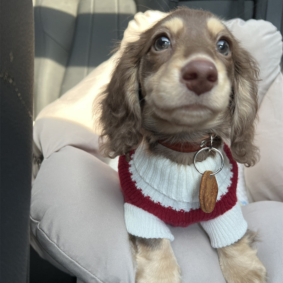 Rotes und weisses Streifenpullover für kleine Hunde – Bild 5 | LuxeStyle