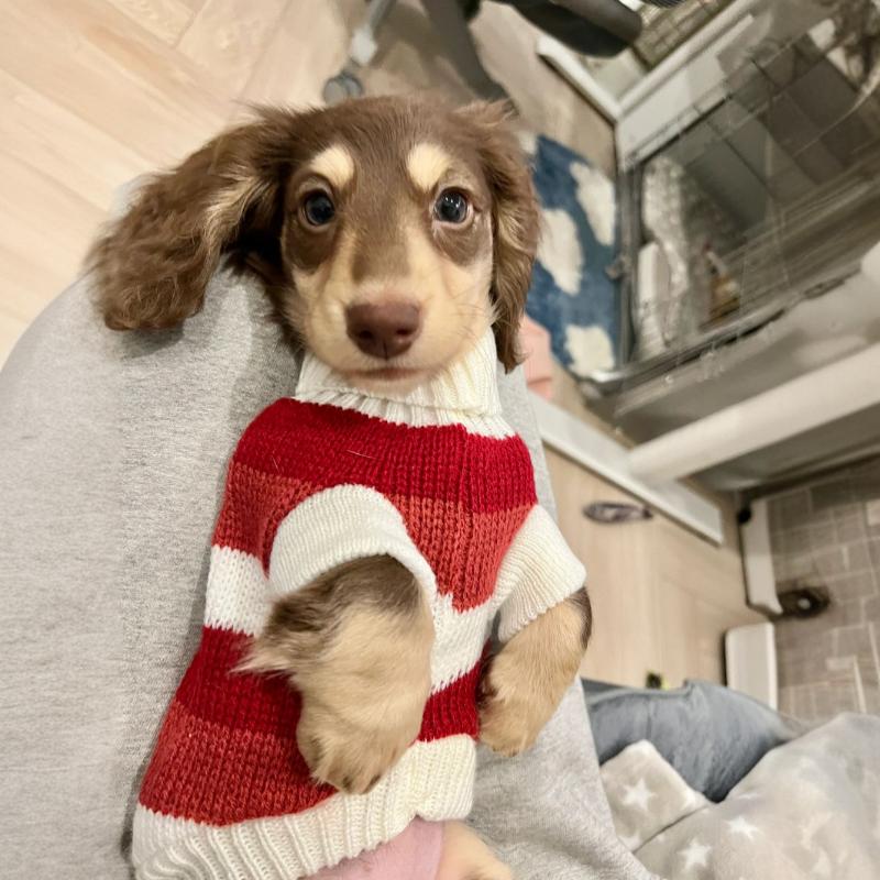 Rotes und weisses Streifenpullover für kleine Hunde | LuxeStyle