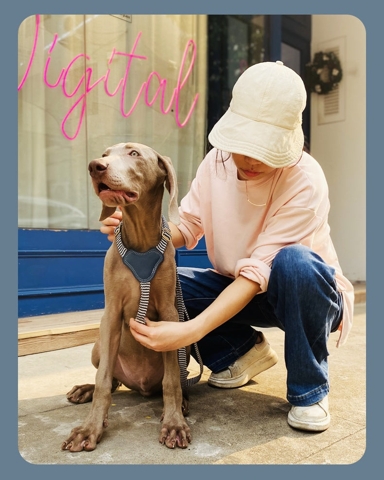 Halsband oder Brustgeschirr mit Leine für Hunde – Bild 6 | LuxeStyle