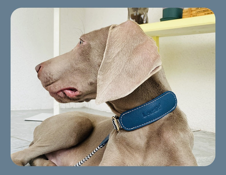Halsband oder Brustgeschirr mit Leine für Hunde – Bild 18 | LuxeStyle