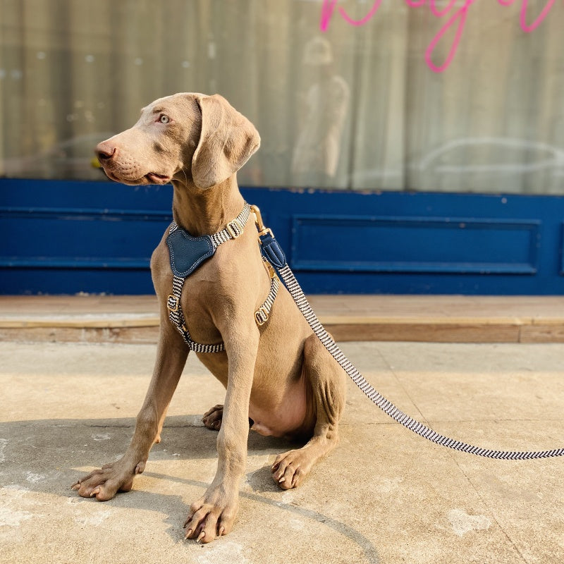 Halsband oder Brustgeschirr mit Leine für Hunde – Bild 17 | LuxeStyle