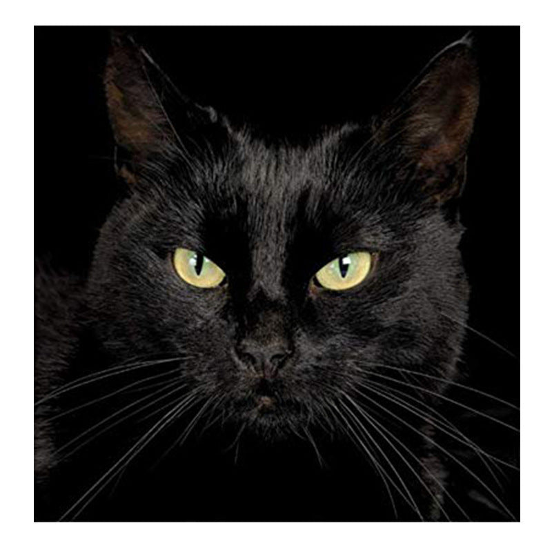 Diamond Painting: Schwarze Katze – Bild 3 | LuxeStyle