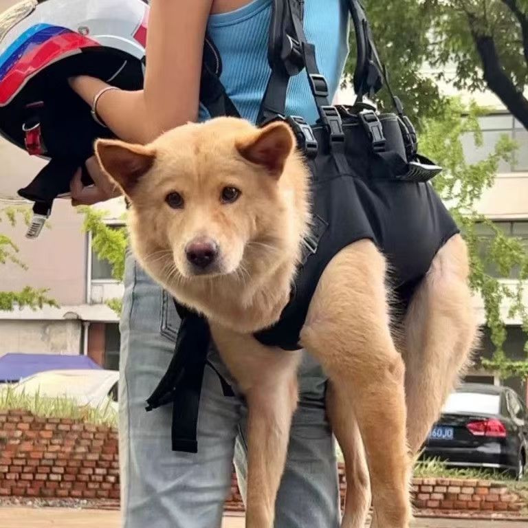 Hunde-Brusttasche für Velo und Spaziergänge