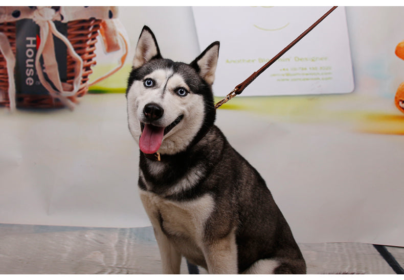 Lederverstärkter Hundehalsband – Bild 5 | LuxeStyle