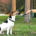 Personalisiertes Hunde-Halsband mit Gravur | LuxeStyle