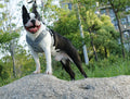 Teddy Atmungsaktiv Hundeharnisch | LuxeStyle