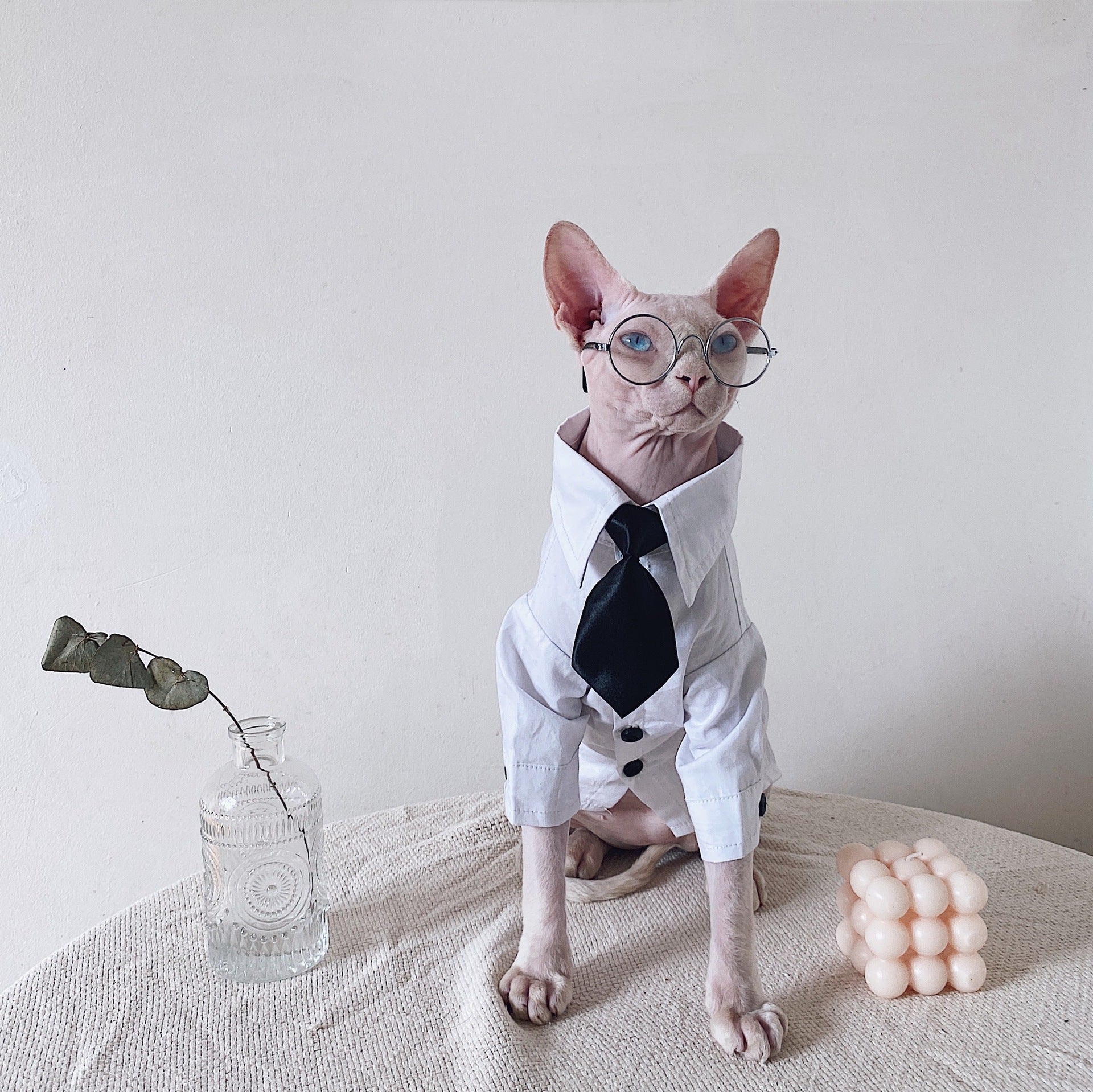 Anzug für haarlose Katzen