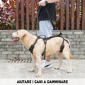 Gehhilfe für Haustiere – Bild 1 | LuxeStyle