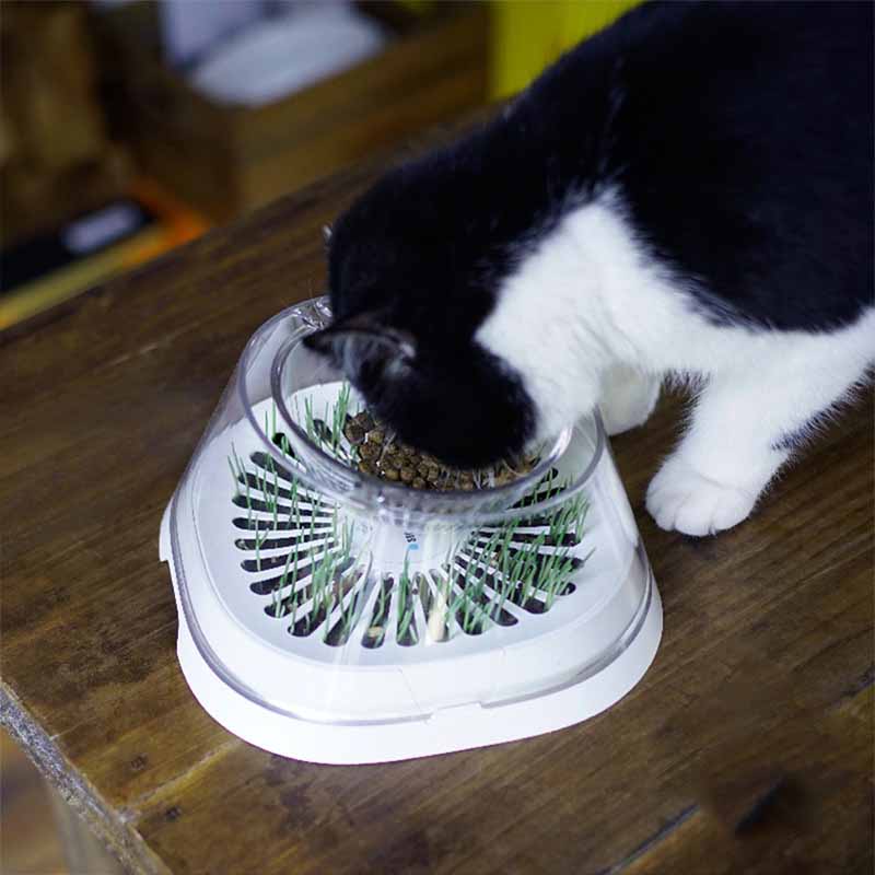 Katzen Trinkschüssel mit Neigungswinkel – Bild 6 | LuxeStyle