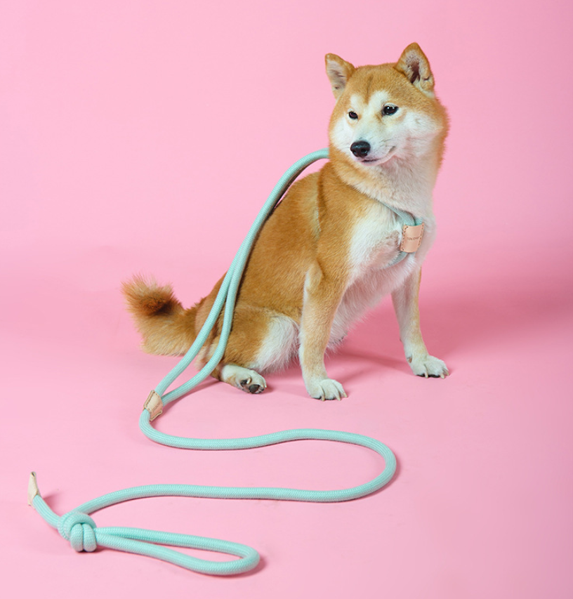 Hunde-Rundseil-Leine – Bild 5 | LuxeStyle