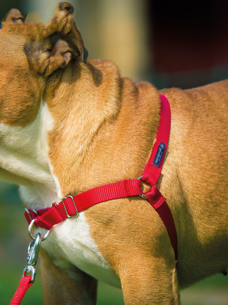 Hundehalsband für Spaziergänge – Bild 2 | LuxeStyle