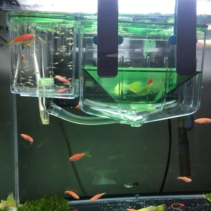 Isolationsbox für kranke Fische