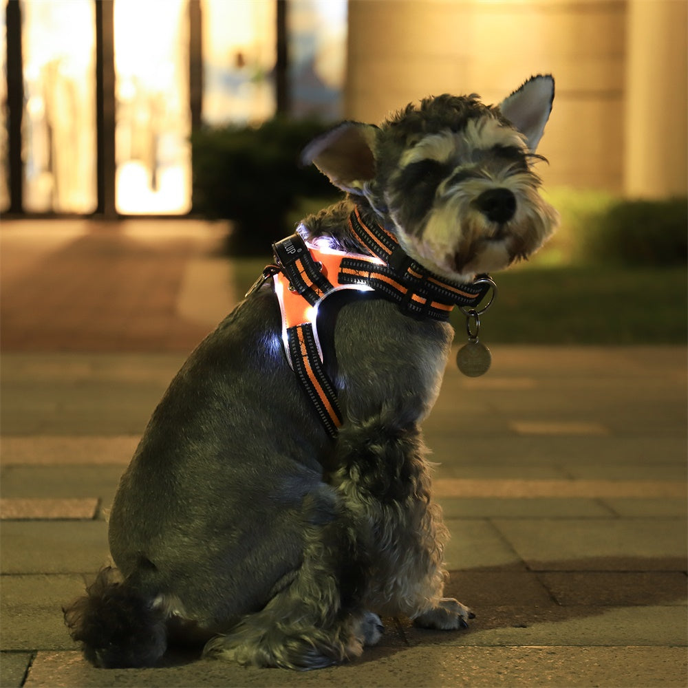 Leuchtendes Hundehalsband – Bild 5 | LuxeStyle