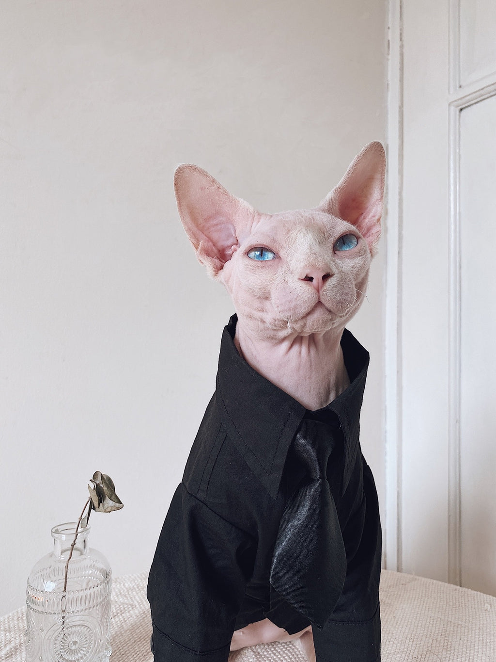 Anzug für haarlose Katzen