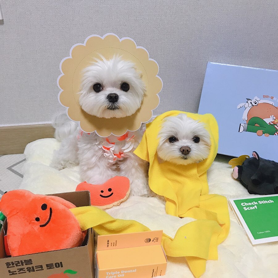 Ugly Orange Schnüffelspielzeug für Hunde – Bild 1 | LuxeStyle