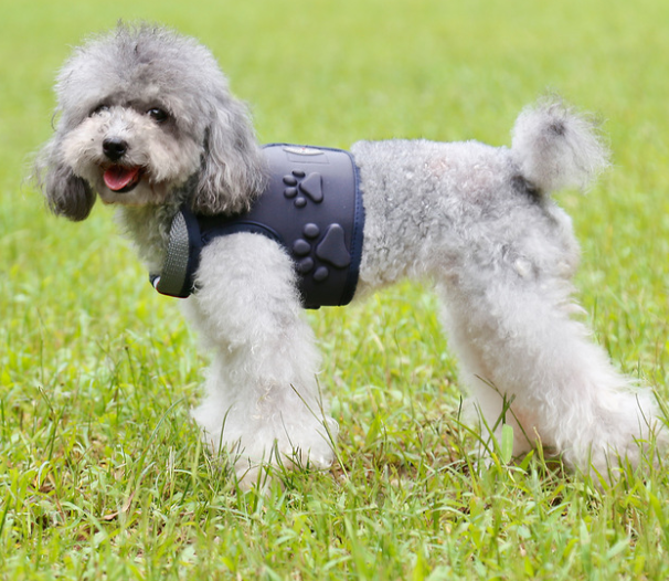 Hundegeschirr mit Pfoten-Design – Bild 2 | LuxeStyle