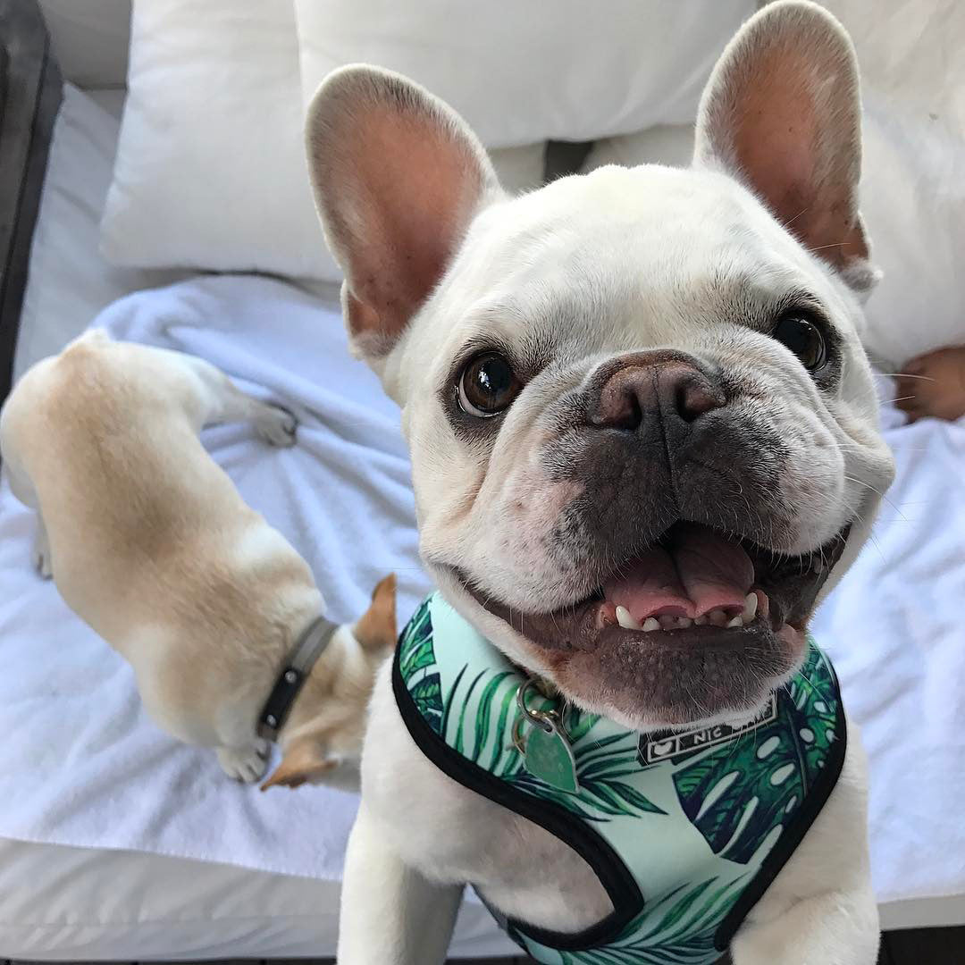 Hundegeschirr für kleine Hunde – Bild 3 | LuxeStyle