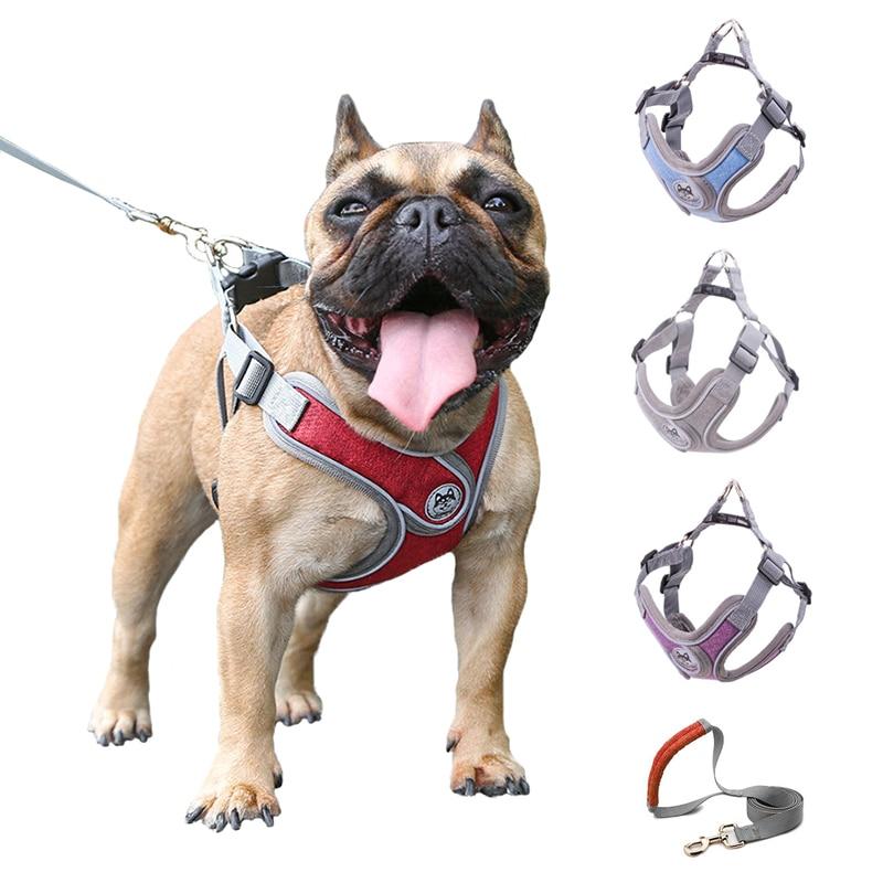 Halsband und Leine für kleine bis mittelgrosse Hunde – Bild 2 | LuxeStyle