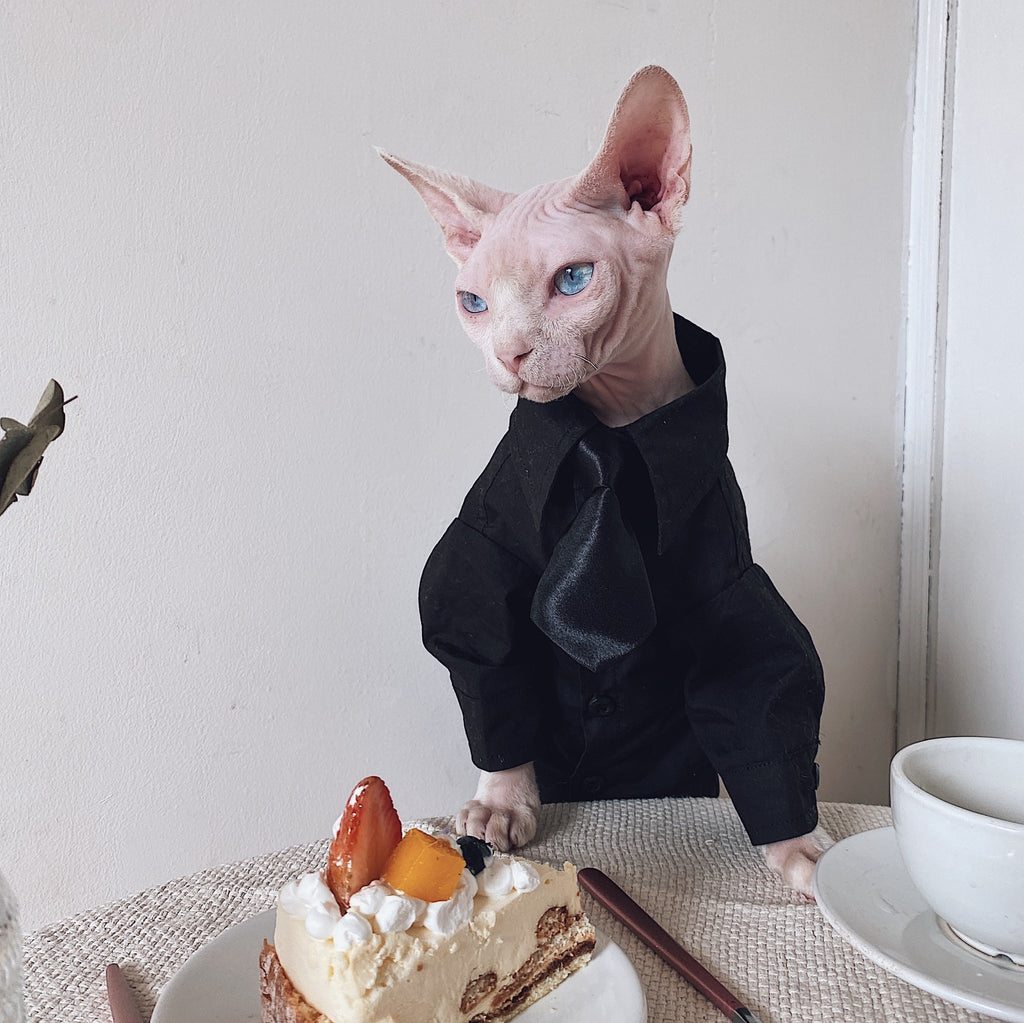Anzug für haarlose Katzen